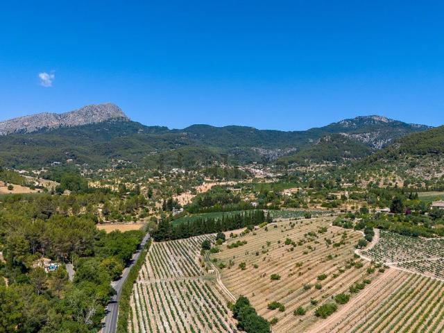 Terreno, Puigpunyent