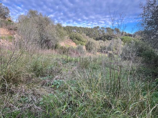 Terreno, Sarral