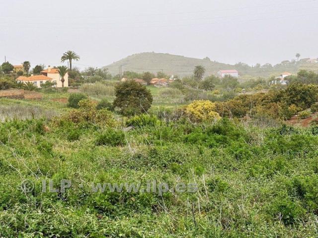Terreno, Puntagorda