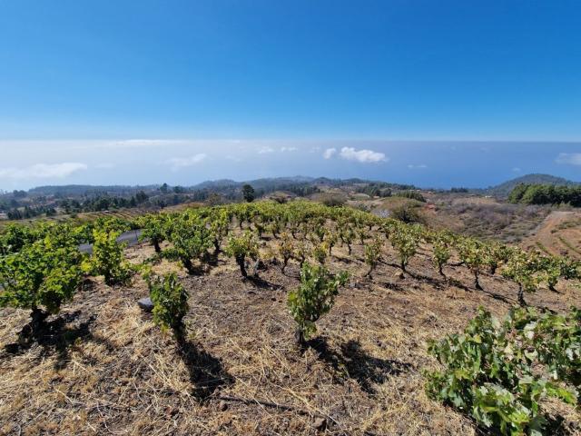 Terreno, Puntagorda