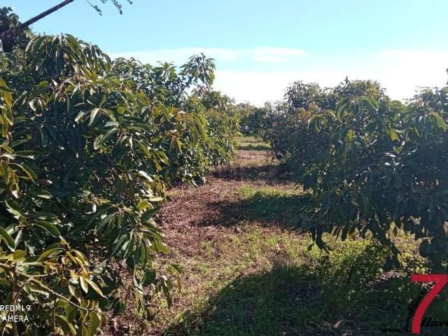 Terreno, Puntallana