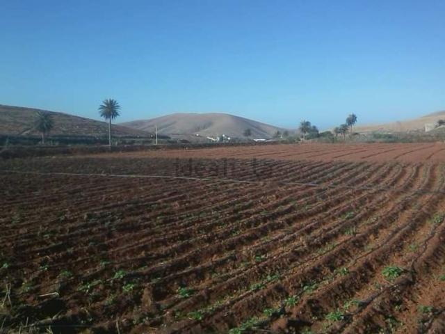 Terreno, Pajara