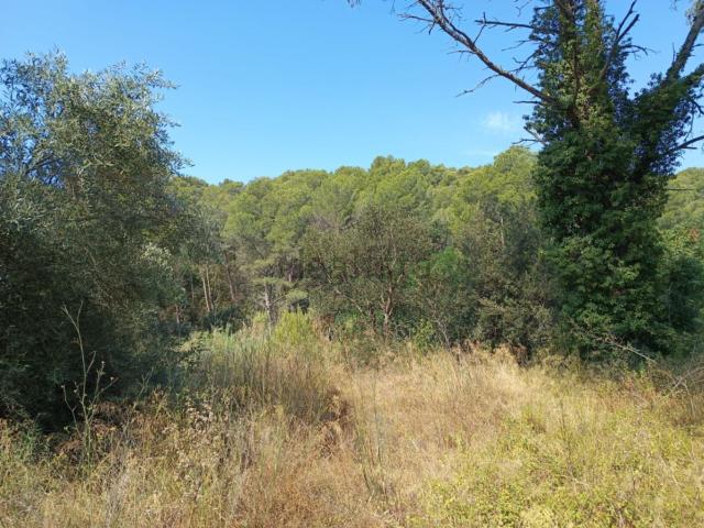 Terreno, Palafrugell