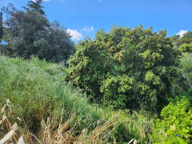 Terreno, Pals