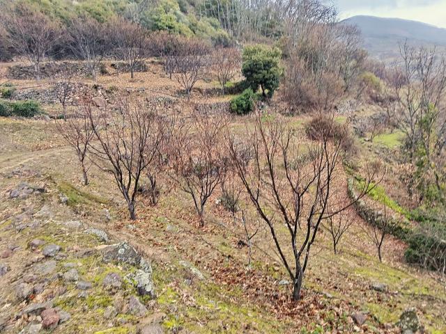Terreno, Pasaron de la Vera