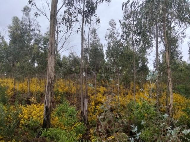 Terreno para construção de pavilhão Zona Industrial Albergaria a Velha