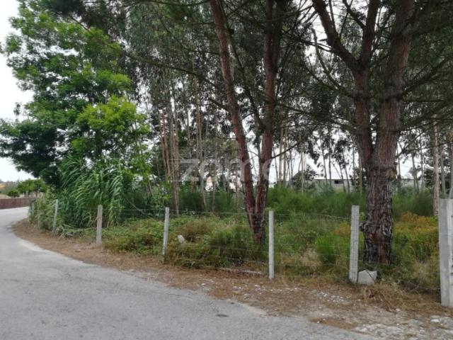 Terreno para construção em Caniceira