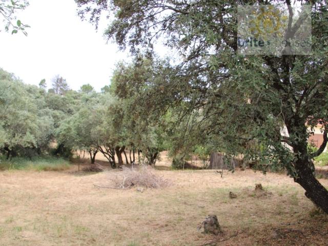 Terreno para construção, Vale Calvo, Tomar