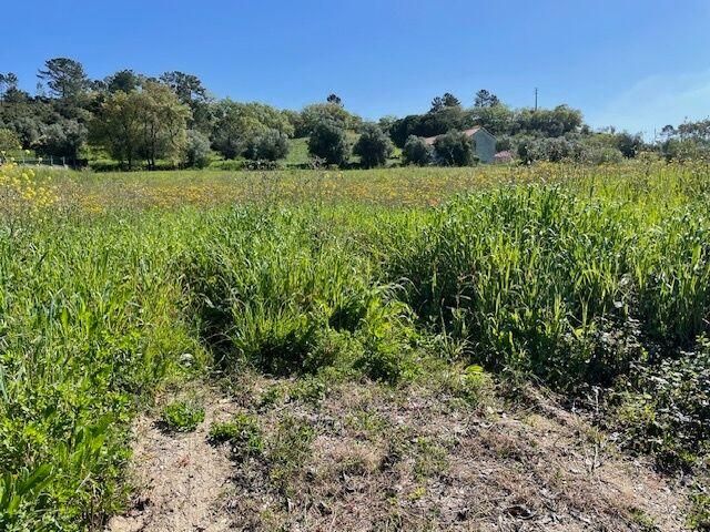 Terreno para venda em concelho de Tomar, Santarém, Portugal