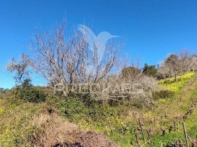 Terreno para venda em concelho de Torres Vedras, Lisboa, Portugal