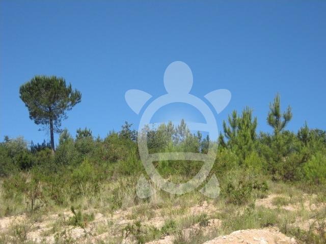 Terreno para venda em Antanhol, Coimbra