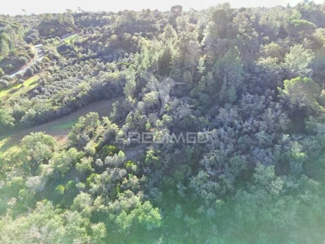 Terreno para venda em Arneiro das Milhariças, concelho de Santarém, Santarém, Portugal