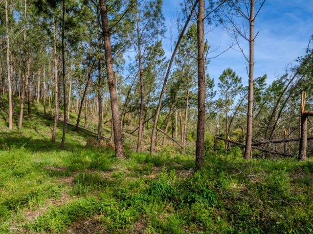 Terreno para venda em Maceira, concelho de Leiria, Leiria, Portugal