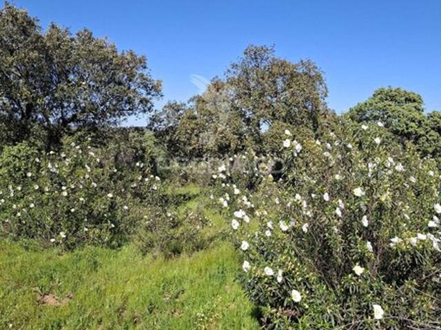 Terreno para venda em Nossa Senhora da Conceição, concelho de Alandroal, Évora, Portugal