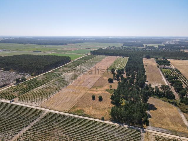 Terreno, Pegões