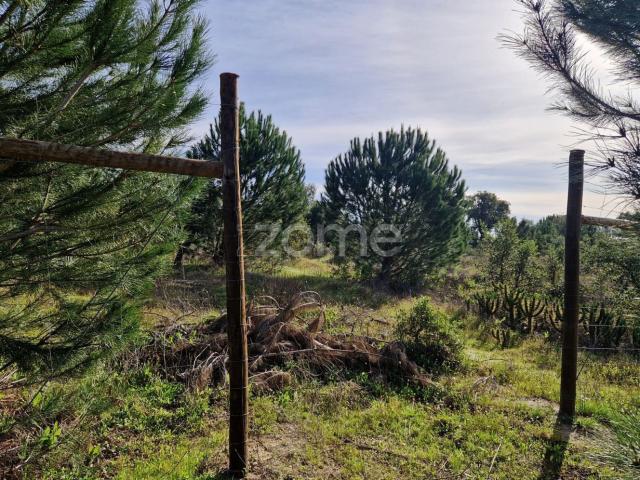 Terreno, Pegões