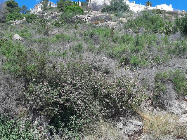 Terreno, Pego