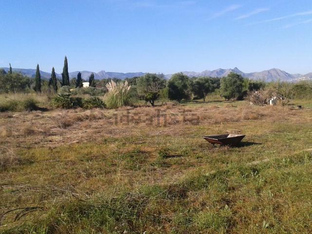 Terreno, Pedreguer