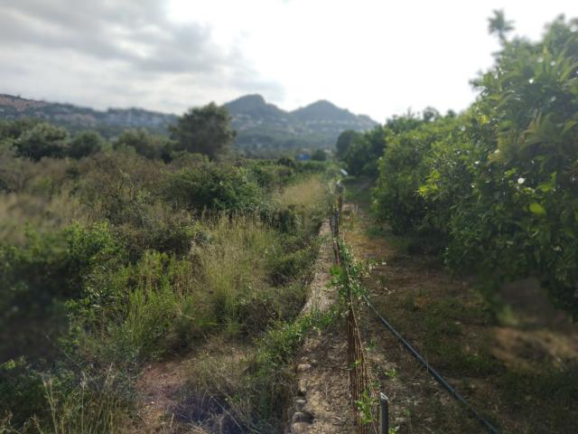 Terreno, Pedreguer