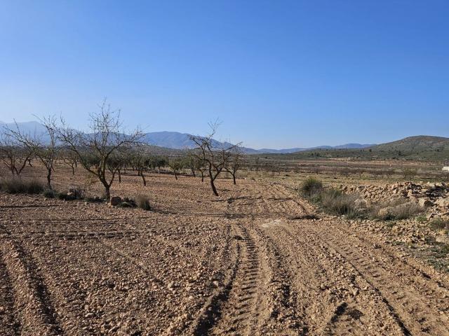 Terreno, Pinoso