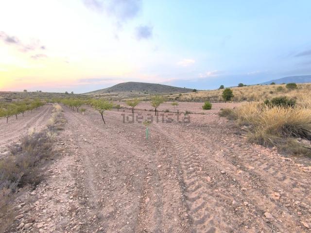Terreno, Pinoso