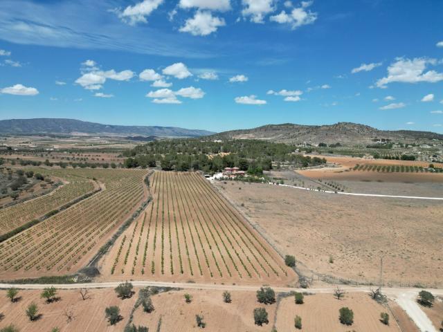 Terreno, Pinoso