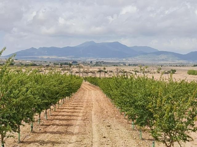 Terreno, Pinoso
