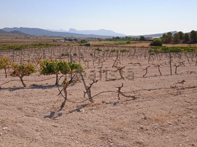 Terreno, Pinoso