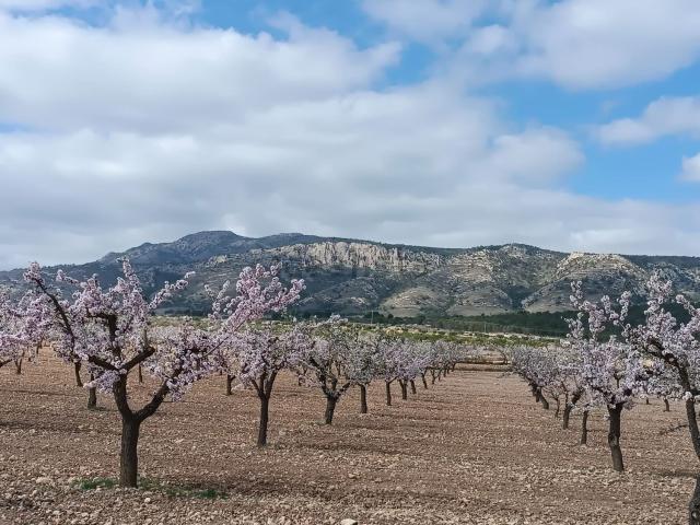 Terreno, Pinoso