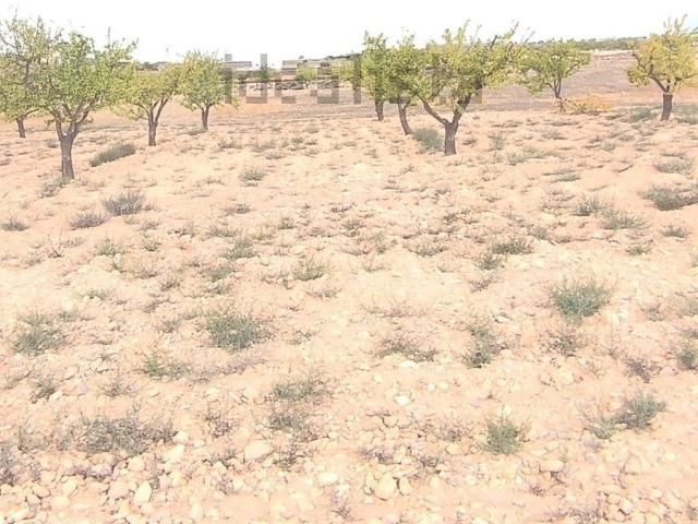 Terreno, Pinoso