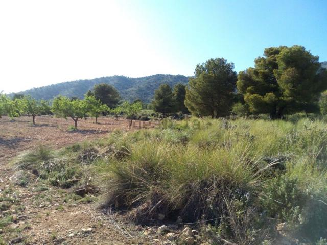 Terreno, Pinoso
