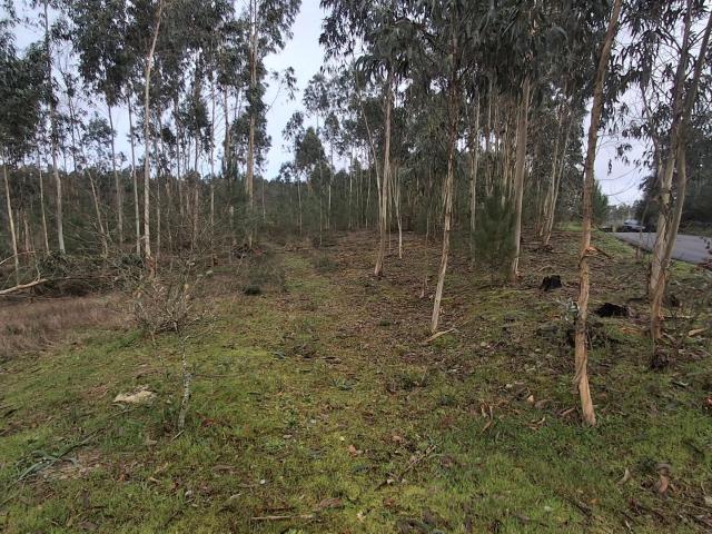 Terreno, Pinheiro, Oliveira de Frades | BPI Expresso Imobiliário