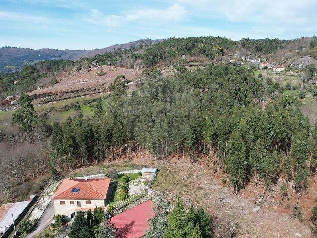 Terreno, Pinheiro