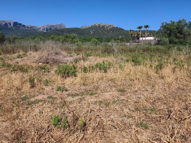 Terreno, Pollença