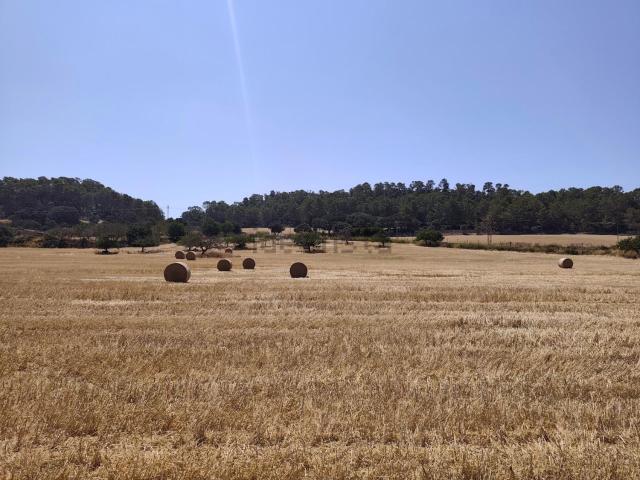 Terreno, Porreres