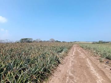 TERRENO PRODUCTIVO EN VENTA CAMINO A LOS ROBLES