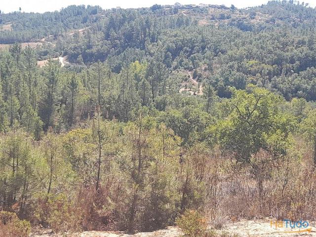 Terreno Rústico 3.95 ha Sarzedas | 26073428467