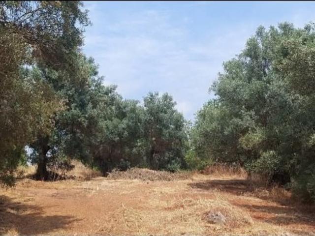Terreno Rústico 3.370 m² A 7 km da Praia Fluvial de Alte