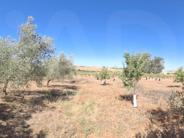 Terreno rustico 31000 m2