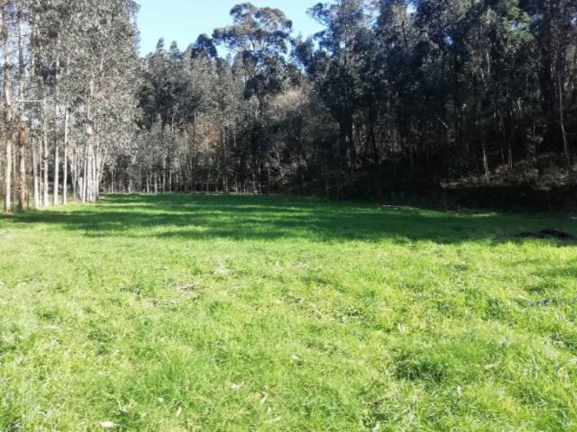Terreno Rústico