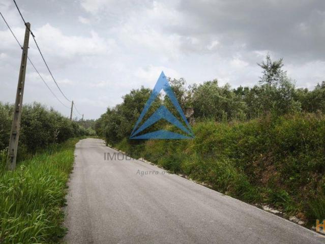 TERRENO RUSTICO COM OLIVAL | 26064084595