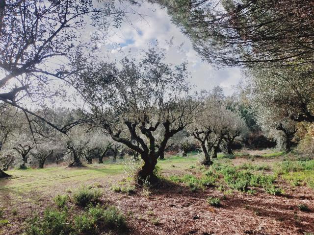 Terreno Rústico com Oliveiras, Leiria