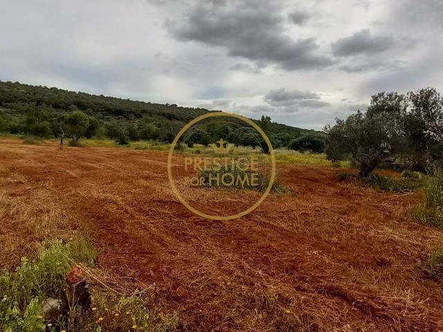 Terreno Rústico com Alfarrobeiras e Amendoeiras 4860 m² de Natureza e Potencial