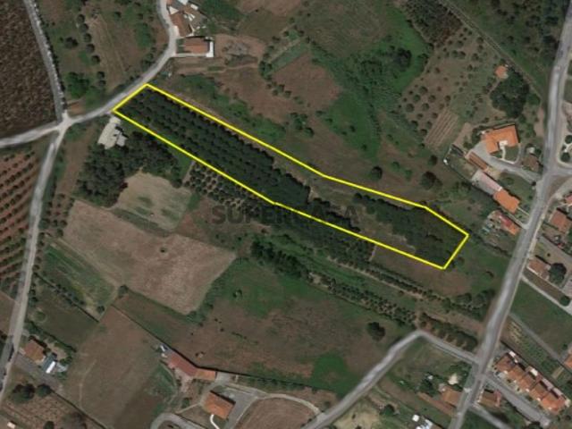 Terreno Rústico com área de 12142 m2 Calvaria de Baixo