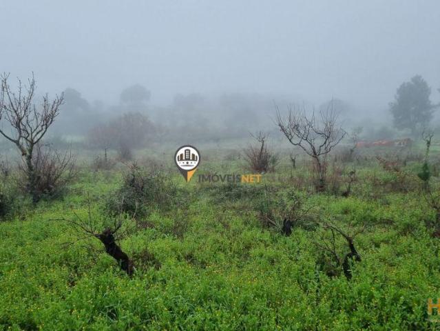 Terreno Rústico com cerca de 5000m2, Venda, Povoa de Rio Moinhos, Castelo Branco | 26083897409