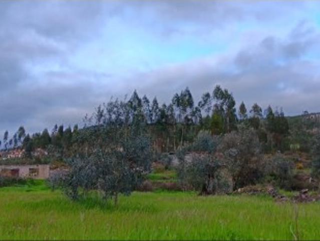 Terreno Rústico com Construção Rural, Poço e Oliveiras em Carregueira Mação