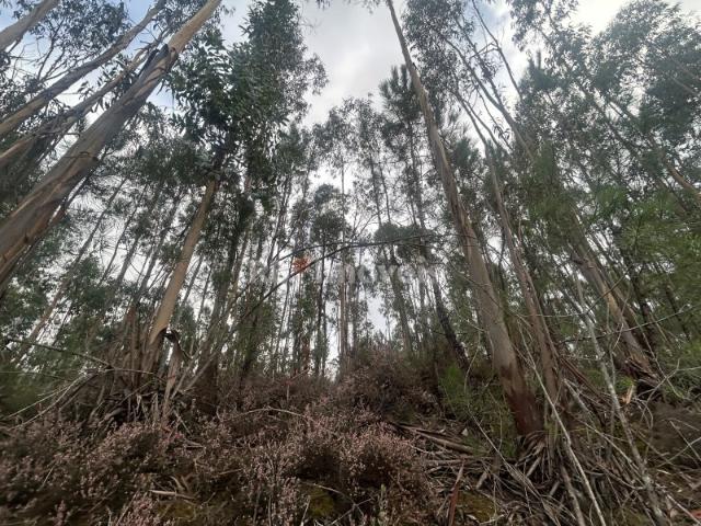 Terreno rústico com eucaliptal e ribeira Aboboreira Fundeira, Tomar