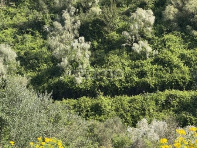 Terreno rústico com parcela urbana à beira da A8