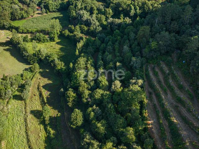 Terreno Rústico com Primavera em Seramil – 3.700m² de Natureza, Sol e Panorama
