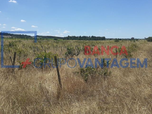 Terreno Rustico com vinha e arvores de fruto